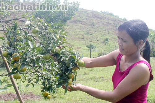 Về “thủ phủ” cam chanh... ảnh 2 Về “thủ phủ” cam chanh... ảnh 2