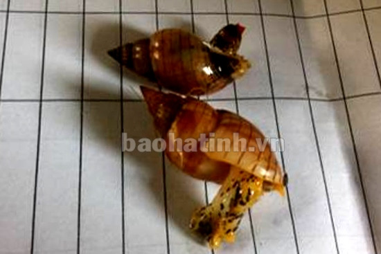Loài ốc được cho là gây ngộ độc dẫn đến cái chết của 3 ngư dân Thanh Hóa