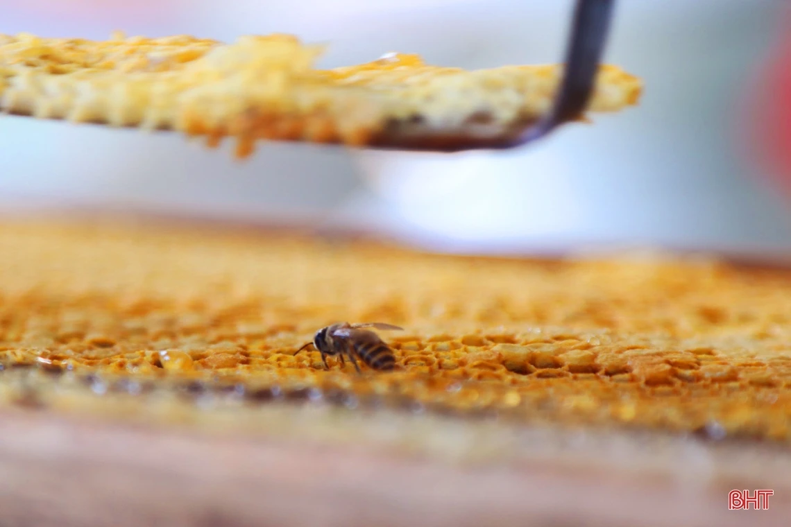 Vũ Quang vào mùa gom mật ngọt