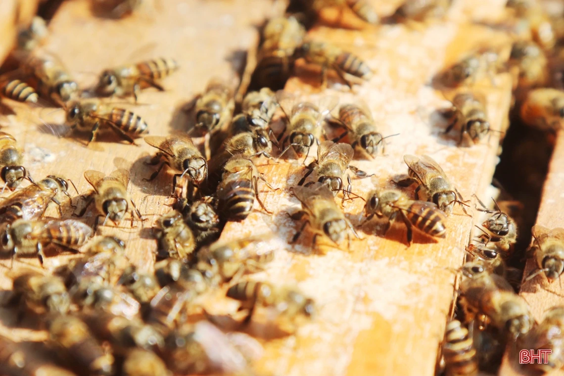 Vũ Quang vào mùa gom mật ngọt