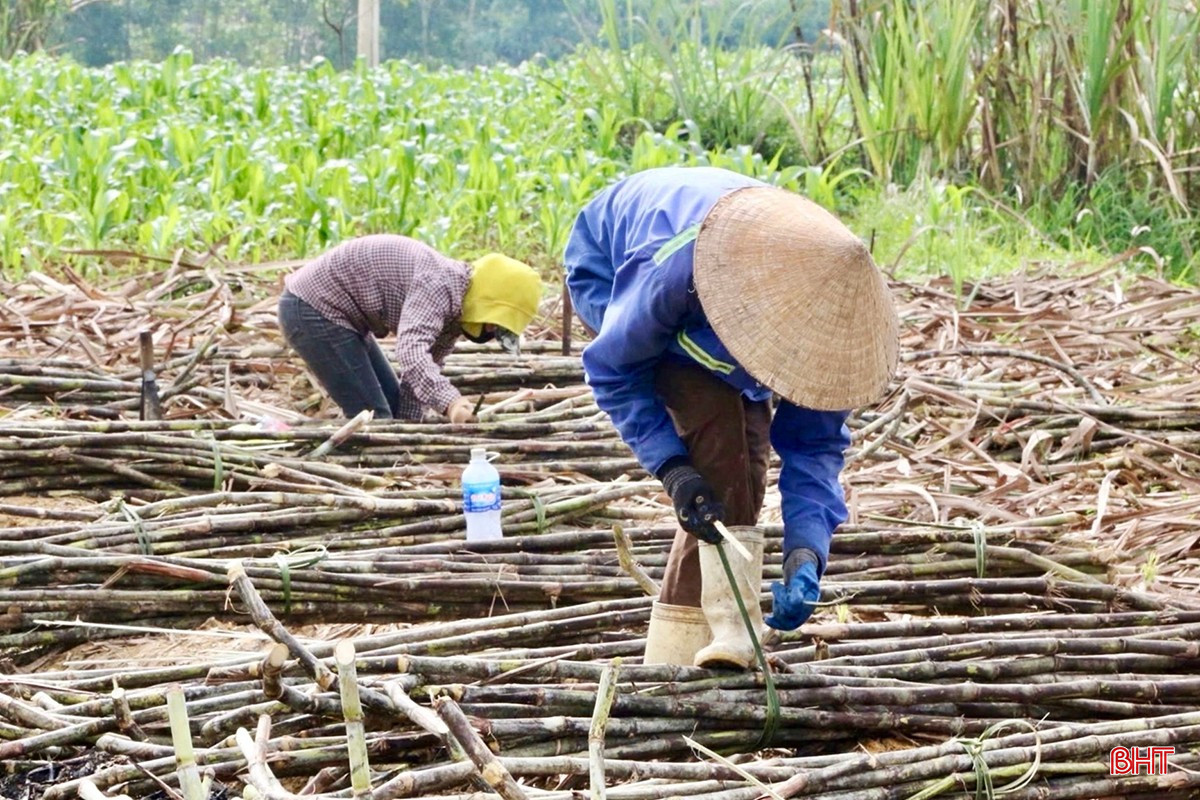 Người dân xã Thọ Điền tích cực thu hoạch mía để kịp sản xuất mật cung ứng thị trường cuối năm.