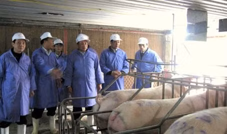 Phó Chủ tịch UBND tỉnh Lê Đình Sơn tham quan trại nuôi lợn nái tại Công ty CP chăn nuôi Mitraco...