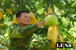 Chuyện lão nông trồng bưởi thuận thiên, cho cây “ăn” cá