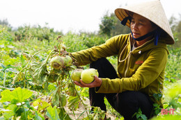 Dưa chết hàng loạt, nông dân Thịnh Lộc như "ngồi trên lửa"