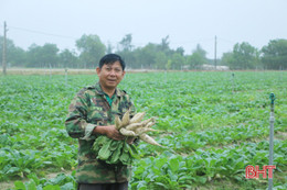 Vựa rau lớn nhất Cẩm Xuyên sẵn sàng cung ứng tết