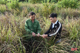 Người trồng sả huyện Kỳ Anh loay hoay tìm đầu ra cho sản phẩm