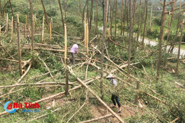 Bão "thổi bay" gần 400 tỷ đồng, người trồng rừng Kỳ Anh lao đao!