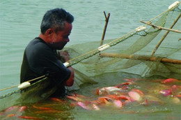 Nông nghiệp Lộc Hà vượt khó thành công