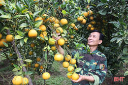 Mãn nhãn với những vườn cam trĩu quả chờ ra chợ Tết