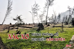 Xác xơ những cánh rừng phòng hộ ven biển Cẩm Xuyên