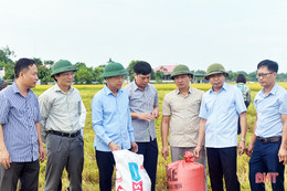 Tập trung thu hoạch nhanh gọn lúa hè thu, tránh thiệt hại do mưa lũ