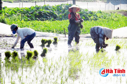 Nông dân Lộc Hà khẩn trương xuống giống vụ xuân