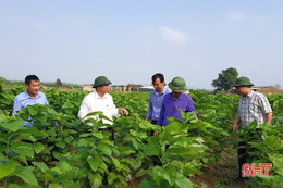 Lần đầu tiên xuất hiện ở Hà Tĩnh, nghề trồng dâu nuôi tằm đã “phát tài”