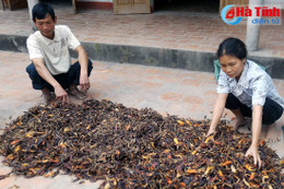 “Vỡ” liên kết trồng ớt ở Vũ Quang: Doanh nghiệp, người dân đều có lỗi!