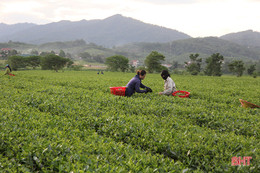 Hương Sơn - mùa lộc mới