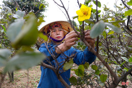 Làng mai vàng ở Hà Tĩnh vào vụ tết, đắt nhất 30 triệu đồng/cây