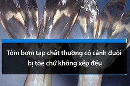 Cách phân biệt tôm bơm tạp chất và tôm sạch