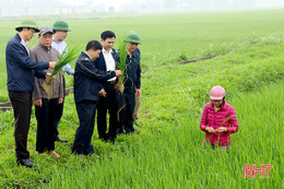 Đức Thọ kịp thời khống chế bệnh đạo ôn trên lúa