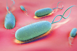 Bệnh dạ dày với helicobacter pylori dương tính