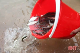 Phóng sinh hơn 2,1 tấn cá tái tạo nguồn lợi thủy sản tại hồ Nhà Đường