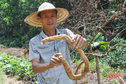 Thuần cây khoai mài, cựu chiến binh thu lãi hàng trăm triệu mỗi năm