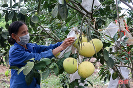 Nông dân Thượng Lộc thu khoảng 17 tỷ đồng từ bưởi