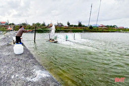 Thời tiết chuyển mùa, người nuôi tôm ở Hà Tĩnh lo phòng chống dịch bệnh