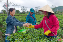 Về vùng trồng chè xanh trên đất đỏ miền thượng Kỳ Anh