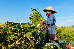 Nông dân Hà Tĩnh phấn khởi thu lợi từ... bèo tây