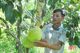 Đặc sản bưởi Phúc Trạch Hà Tĩnh vào mùa