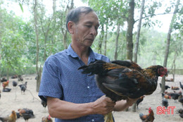 Giá gà tăng cao lại dễ bán, người chăn nuôi Hà Tĩnh phấn khởi