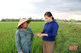 Ruộng đồng Hà Tĩnh “ngóng” mưa - cứu hơn 44.000 ha lúa hè thu khô hạn