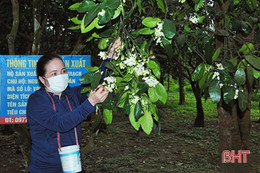 Mùa thụ phấn bổ sung cho “Đệ nhất danh quả” Hà Tĩnh