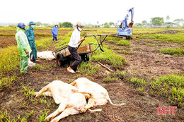 Tuyệt đối không chủ quan, không giấu dịch, bảo vệ đàn vật nuôi trước dịch tả lợn châu Phi