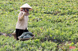 Nông dân “vựa dưa” Hà Tĩnh phấn khởi mùa thu hoạch