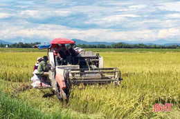 Sản xuất hè thu 2019: Chớp cơ hội "vàng", an toàn, ăn chắc!