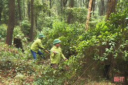 Sớm lo phòng lửa giữ rừng Hà Tĩnh