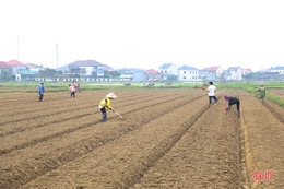 Nông dân Hà Tĩnh tập trung gieo trồng, “khép” thời vụ cây trồng cạn vụ xuân