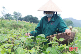 Nông dân Vũ Quang ước thu trên 350 tấn đậu hè thu