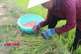 Thiên tai, sâu bệnh hoành hành: Nông dân "căng mình" chống chọi!