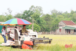 UBND tỉnh cho phép Thạch Hà cải tạo, nâng chất 305ha đất chuyên lúa