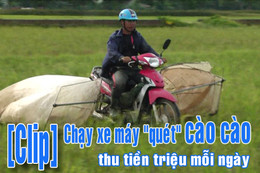 Chạy xe máy “quét” cào cào, thu tiền triệu mỗi ngày