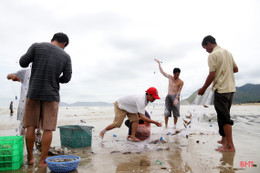 “Lộc biển” trôi dạt bờ, người dân TX Kỳ Anh ồ ạt đi gom