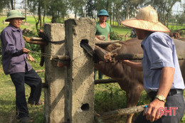 Hết hạn gần nửa tháng, tỷ lệ gia súc, gia cầm tiêm phòng còn thấp