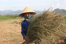 Người dân “ốc đảo” ở Hà Tĩnh tất bật thu hoạch cói trong niềm vui được giá