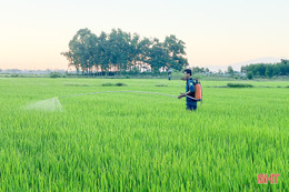 Sở NN&PTNT Hà Tĩnh “thúc” các địa phương phòng trừ sâu cuốn lá nhỏ hại lúa hè thu