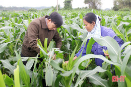 Sâu keo mùa thu “tấn công” nhiều cánh đồng ngô ở Hương Khê