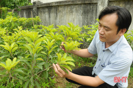 Chàng kỹ sư "bỏ" viện nghiên cứu lớn về làm bạn với nhà nông Hà Tĩnh