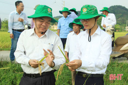 Giống lúa ADI 168 đạt năng suất 67 tạ/ha trên đất Nghi Xuân