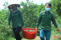 Chanh Vũ Quang sai quả nhưng lại... “rớt” giá, ế hàng do ảnh hưởng dịch Covid-19